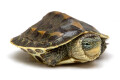 Mauremys sinensis juvenil